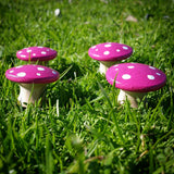 Pink fairy mushrooms
